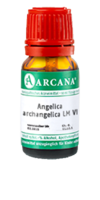 ANGELICA ARCHANGELICA LM 6 Dilution